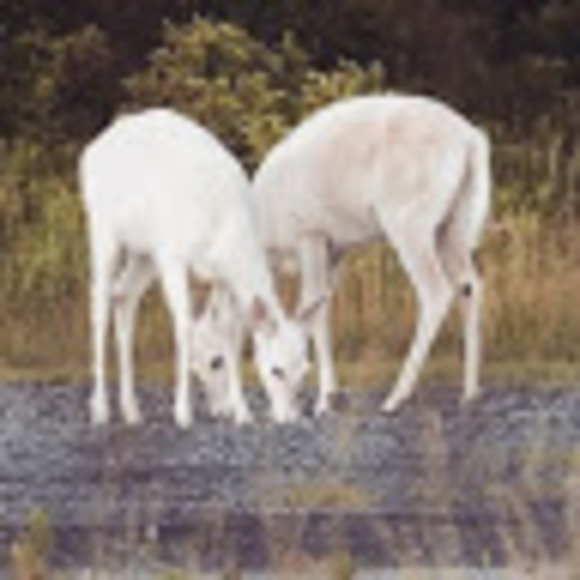 Meet your Posher, Madison - Picture 1 of 1